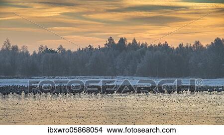 Cranes ( grus grus) at their roost on the ice of the bog pond, Goldenstedt, Lower Saxony, Germany, Europe View Large Photo Image Picture - Cranes ( grus grus) at their roost on the ice of the bog pond, Goldenstedt, Lower Saxony, Germany, Europe. Fotosearch