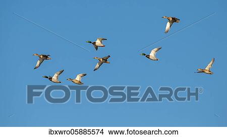 Crowd Mallards ( Anas platyrhynchos) in flight, Lower Saxony, Germany, Europe View Large Photo Image Picture - Crowd Mallards ( Anas platyrhynchos) in flight, Lower Saxony, Germany, Europe. Fotosearch