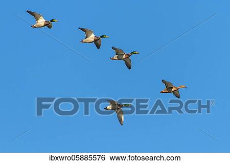Crowd Mallards ( Anas platyrhynchos) in flight, Lower Saxony, Germany, Europe View Large Photo Image Stock Photograph - Crowd Mallards ( Anas platyrhynchos) in flight, Lower Saxony, Germany, Europe. Fotosearch