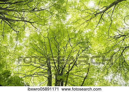 Crown of a beech ( Fagus sylvatica) in the primeval forest Baumweg, leaf canopy, forest, hut forest, tree, Lower Saxony State Forest, Oldenburger Münsterland, Emstek, Lower Saxony, Germany, Europe View Large Photo Image Stock Image - Crown of a beech ( Fagus sylvatica) in the primeval forest Baumweg, leaf canopy, forest, hut forest, tree, Lower Saxony State Forest, Oldenburger Münsterland, Emstek, Lower Saxony, Germany, Europe. Fotosearch