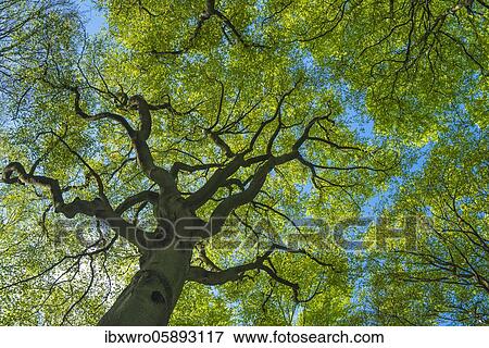 Crown of a beech tree ( Fagus sylvatica) in the Jasmund National Park on Rügen, Forest, Saßnitz, Mecklenburg-Western Pomerania, Germany, Europe View Large Photo Image Stock Photo - Crown of a beech tree ( Fagus sylvatica) in the Jasmund National Park on Rügen, Forest, Saßnitz, Mecklenburg-Western Pomerania, Germany, Europe. Fotosearch