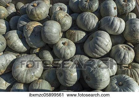 Stock Image - Crown Price DishPumpkins (Cucurbita) Bavaria, Germany, Europe. Fotosearch
