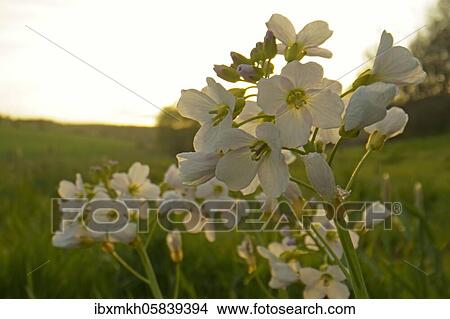 Cuckoo Flower (Cardamine pratensis), Hesse, Germany, Europe View Large Photo Image Picture - Cuckoo Flower (Cardamine pratensis), Hesse, Germany, Europe. Fotosearch
