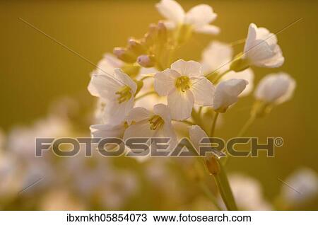 Cuckoo Flower (Cardamine pratensis), Hesse, Germany, Europe View Large Photo Image Stock Image - Cuckoo Flower (Cardamine pratensis), Hesse, Germany, Europe. Fotosearch