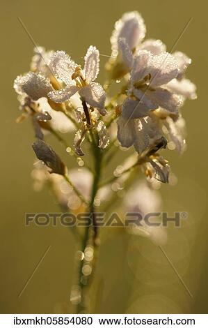 Cuckoo Flower (Cardamine pratensis), Hesse, Germany, Europe View Large Photo Image Stock Image - Cuckoo Flower (Cardamine pratensis), Hesse, Germany, Europe. Fotosearch