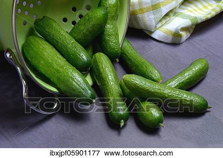 Cucumber, pickled gherkins, Germany, Europe View Large Photo Image Stock Photo - Cucumber, pickled gherkins, Germany, Europe. Fotosearch
