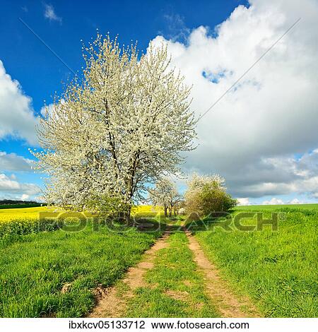 Cultural landscape in spring, country lane through rape field and wheat field, blossoming cherry trees, blue sky with cumulus clouds, near Freyburg, Burgenlandkreis, Saxony-Anhalt, Germany, Europe View Large Photo Image Stock Image - Cultural landscape in spring, country lane through rape field and wheat field, blossoming cherry trees, blue sky with cumulus clouds, near Freyburg, Burgenlandkreis, Saxony-Anhalt, Germany, Europe. Fotosearch