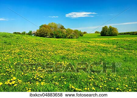 Cultural landscape in spring, green meadow with blooming dandelion, blue sky, Harz foreland, Germany ( Sachsen-Anhalt) View Large Photo Image Stock Photo - Cultural landscape in spring, green meadow with blooming dandelion, blue sky, Harz foreland, Germany ( Sachsen-Anhalt). Fotosearch