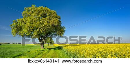 Cultural landscape in spring, old lime trees on a field path between a grain field and a flowering rape field, blue sky, Burgenlandkreis, Saxony-Anhalt, Germany, Europe View Large Photo Image Stock Image - Cultural landscape in spring, old lime trees on a field path between a grain field and a flowering rape field, blue sky, Burgenlandkreis, Saxony-Anhalt, Germany, Europe. Fotosearch