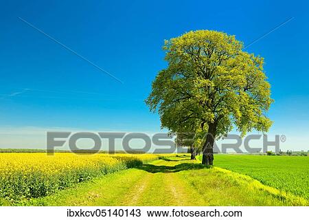 Cultural landscape in spring, old lime trees on a field path between a grain field and a flowering rape field, blue sky, Burgenlandkreis, Saxony-Anhalt, Germany, Europe View Large Photo Image Stock Image - Cultural landscape in spring, old lime trees on a field path between a grain field and a flowering rape field, blue sky, Burgenlandkreis, Saxony-Anhalt, Germany, Europe. Fotosearch
