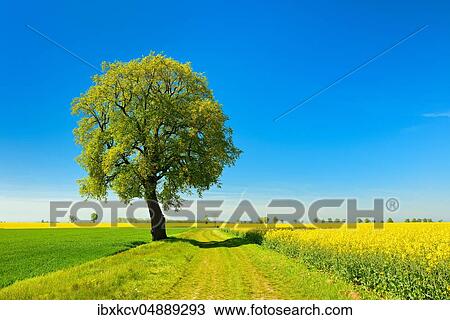 Cultural landscape in spring, solitary lime tree on a field path, cereal and rape fields, blue sky, Burgenlandkreis, Saxony-Anhalt, Germany, Europe View Large Photo Image Stock Image - Cultural landscape in spring, solitary lime tree on a field path, cereal and rape fields, blue sky, Burgenlandkreis, Saxony-Anhalt, Germany, Europe. Fotosearch