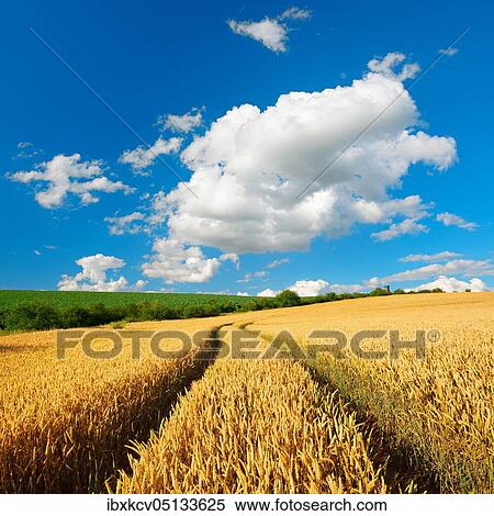 Cultural landscape in summer, wheat field, lane leads into the picture, blue sky with cumulus clouds, near Wettin, Saalekreis, Saxony-Anhalt, Germany, Europe View Large Photo Image Stock Photography - Cultural landscape in summer, wheat field, lane leads into the picture, blue sky with cumulus clouds, near Wettin, Saalekreis, Saxony-Anhalt, Germany, Europe. Fotosearch