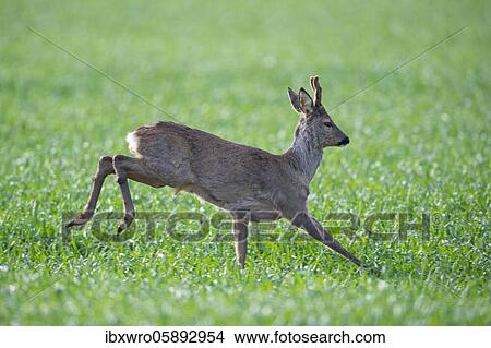 Current European roe deer ( Capreolus capreolus) bock, Oldenburger Münsterland, Vechta, Lower Saxony, Germany, Europe View Large Photo Image Picture - Current European roe deer ( Capreolus capreolus) bock, Oldenburger Münsterland, Vechta, Lower Saxony, Germany, Europe. Fotosearch