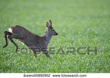 Stock Image - Current European roe deer ( Capreolus capreolus) bock, Oldenburger Münsterland, Vechta, Lower Saxony, Germany, Europe. Fotosearch