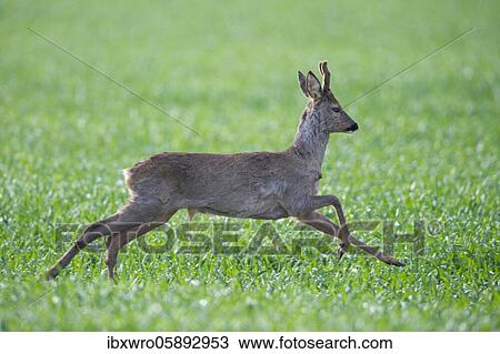 Current European roe deer ( Capreolus capreolus) bock, Oldenburger Münsterland, Vechta, Lower Saxony, Germany, Europe View Large Photo Image Stock Image - Current European roe deer ( Capreolus capreolus) bock, Oldenburger Münsterland, Vechta, Lower Saxony, Germany, Europe. Fotosearch