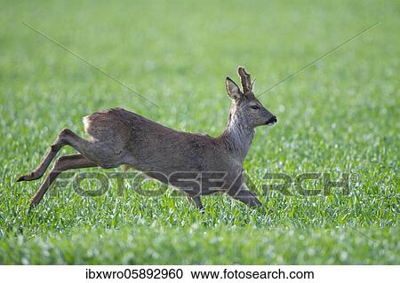 Current European roe deer ( Capreolus capreolus) bock, Oldenburger Münsterland, Vechta, Lower Saxony, Germany, Europe View Large Photo Image Stock Image - Current European roe deer ( Capreolus capreolus) bock, Oldenburger Münsterland, Vechta, Lower Saxony, Germany, Europe. Fotosearch