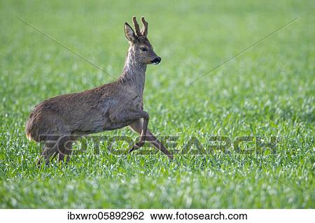 Stock Image - Current European roe deer ( Capreolus capreolus) bock, Oldenburger Münsterland, Vechta, Lower Saxony, Germany, Europe. Fotosearch