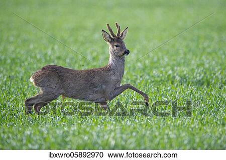Stock Image - Current European roe deer ( Capreolus capreolus) bock, Oldenburger Münsterland, Vechta, Lower Saxony, Germany, Europe. Fotosearch