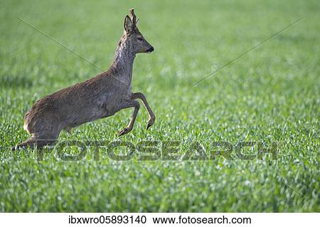 Current European roe deer ( Capreolus capreolus) bock, Oldenburger Münsterland, Vechta, Lower Saxony, Germany, Europe View Large Photo Image Stock Image - Current European roe deer ( Capreolus capreolus) bock, Oldenburger Münsterland, Vechta, Lower Saxony, Germany, Europe. Fotosearch