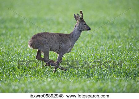 Current European roe deer ( Capreolus capreolus) bock, Oldenburger Münsterland, Vechta, Lower Saxony, Germany, Europe View Large Photo Image Stock Photo - Current European roe deer ( Capreolus capreolus) bock, Oldenburger Münsterland, Vechta, Lower Saxony, Germany, Europe. Fotosearch