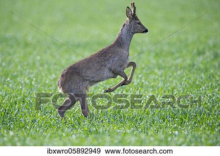 Stock Photo - Current European roe deer ( Capreolus capreolus) bock, Oldenburger Münsterland, Vechta, Lower Saxony, Germany, Europe. Fotosearch