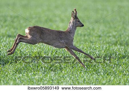 Stock Photo - Current European roe deer ( Capreolus capreolus) bock, Oldenburger Münsterland, Vechta, Lower Saxony, Germany, Europe. Fotosearch