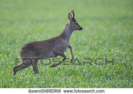 Current European roe deer ( Capreolus capreolus) bock, Oldenburger Münsterland, Vechta, Lower Saxony, Germany, Europe View Large Photo Image Stock Photograph - Current European roe deer ( Capreolus capreolus) bock, Oldenburger Münsterland, Vechta, Lower Saxony, Germany, Europe. Fotosearch
