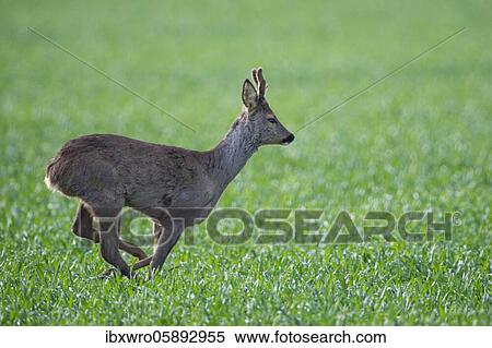 Current European roe deer ( Capreolus capreolus) bock, Oldenburger Münsterland, Vechta, Lower Saxony, Germany, Europe View Large Photo Image Stock Photography - Current European roe deer ( Capreolus capreolus) bock, Oldenburger Münsterland, Vechta, Lower Saxony, Germany, Europe. Fotosearch