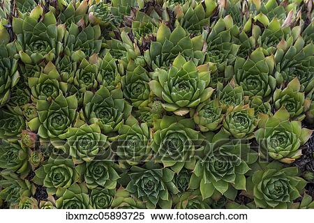 Dachhauswurz (Sempervivum tectorum), Bavaria, Germany, Europe View Large Photo Image Stock Photography - Dachhauswurz (Sempervivum tectorum), Bavaria, Germany, Europe. Fotosearch