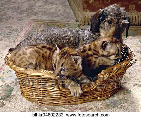 Dachshund and small feline predators in basket, England, Great Britain View Large Photo Image Stock Image - Dachshund and small feline predators in basket, England, Great Britain. Fotosearch