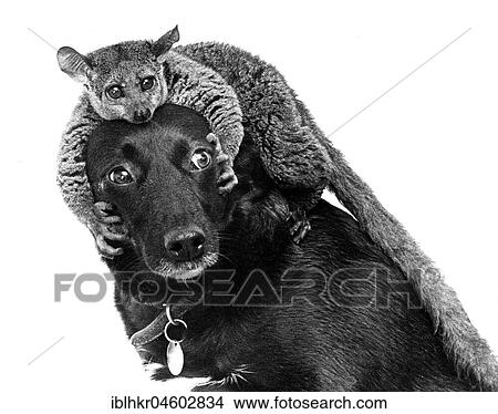 Picture - Dachshund with Maki on his head, England, Great Britain. Fotosearch