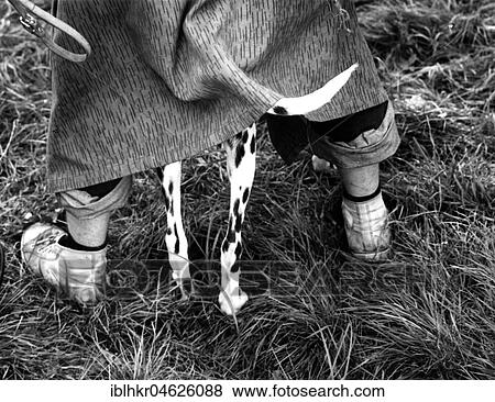 Stock Photo - Dalmatian under coat ca. 1970s, exact place unknown, Czech Republic, Europe. Fotosearch