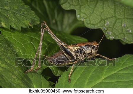 Stock Image - Dark bush-cricket (Pholidoptera griseoaptera) Male on a leaf, Baden- Württemberg, Germany, Europe. Fotosearch