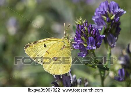 Dark Clouded Yellow (Colias croceus) Wallis, Switzerland, Europe View Large Photo Image Stock Image - Dark Clouded Yellow (Colias croceus) Wallis, Switzerland, Europe. Fotosearch