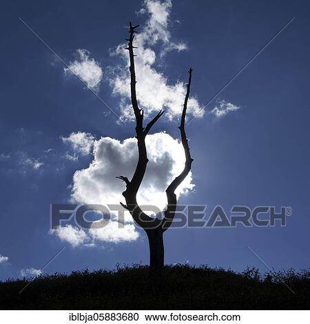 Dead tree, cloudy sky, Puy de Dome department, Auvergne-Rhone-Alpes, france View Large Photo Image Stock Image - Dead tree, cloudy sky, Puy de Dome department, Auvergne-Rhone-Alpes, france. Fotosearch