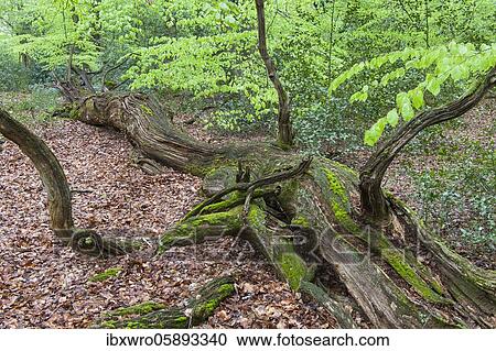 Dead tree in beech forest ( Fagus sylvatica) with fresh leaves, Herrenholz, Lutten, Lower Saxony, Germany, Europe View Large Photo Image Stock Image - Dead tree in beech forest ( Fagus sylvatica) with fresh leaves, Herrenholz, Lutten, Lower Saxony, Germany, Europe. Fotosearch