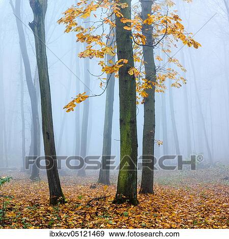 Deciduous forest with dense fog in late autumn, horse chestnut ( Aesculus) with last yellow leaves, near Freyburg, Germany ( Sachsen-Anhalt) View Large Photo Image Stock Photo - Deciduous forest with dense fog in late autumn, horse chestnut ( Aesculus) with last yellow leaves, near Freyburg, Germany ( Sachsen-Anhalt). Fotosearch