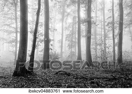Deciduous forest with dense fog in autumn, black and white, near Freyburg, Germany ( Sachsen-Anhalt) View Large Photo Image Stock Image - Deciduous forest with dense fog in autumn, black and white, near Freyburg, Germany ( Sachsen-Anhalt). Fotosearch