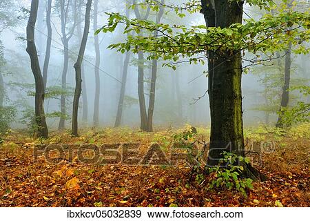 Deciduous forest with dense fog in autumn, near Freyburg, Germany ( Sachsen-Anhalt) View Large Photo Image Stock Photo - Deciduous forest with dense fog in autumn, near Freyburg, Germany ( Sachsen-Anhalt). Fotosearch