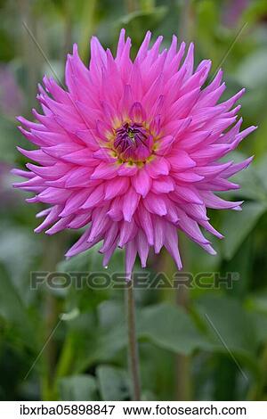 Decorative Dahlia (Dahlia) variety Lady Lapita, purple and cream-coloured flower, North Rhine-Westphalia, Germany, Europe View Large Photo Image Stock Photo - Decorative Dahlia (Dahlia) variety Lady Lapita, purple and cream-coloured flower, North Rhine-Westphalia, Germany, Europe. Fotosearch
