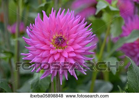 Decorative Dahlia (Dahlia) variety Lady Lapita, purple and cream-coloured flower, North Rhine-Westphalia, Germany, Europe View Large Photo Image Stock Photo - Decorative Dahlia (Dahlia) variety Lady Lapita, purple and cream-coloured flower, North Rhine-Westphalia, Germany, Europe. Fotosearch