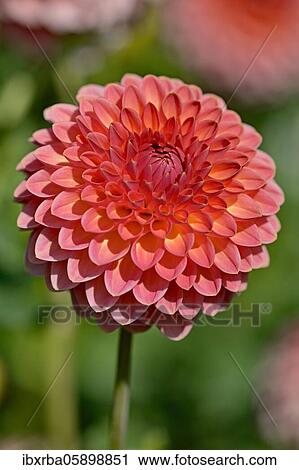 Decorative Dahlia (Dahlia) variety Hillcrest Suffusion, salmon pink and yellow flower, North Rhine-Westphalia, Germany, Europe View Large Photo Image Stock Image - Decorative Dahlia (Dahlia) variety Hillcrest Suffusion, salmon pink and yellow flower, North Rhine-Westphalia, Germany, Europe. Fotosearch
