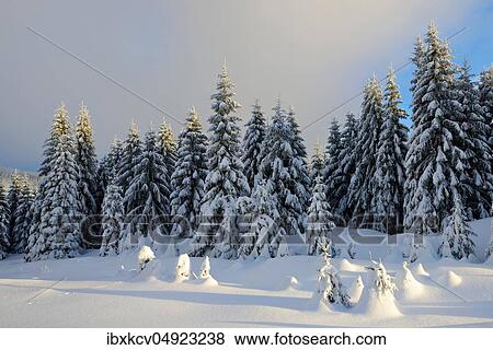 Deep snowy winter landscape, spruces covered with snow, cloudy sky, evening light, Harz National Park, Germany ( Sachsen-Anhalt) View Large Photo Image Stock Photo - Deep snowy winter landscape, spruces covered with snow, cloudy sky, evening light, Harz National Park, Germany ( Sachsen-Anhalt). Fotosearch