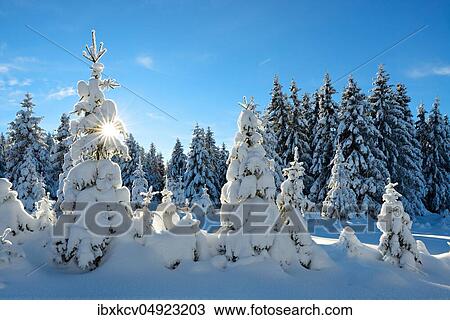 Deeply snow-covered untouched winter landscape, snow-covered spruces, bright sun, back light, Harz National Park, Germany ( Sachsen-Anhalt) View Large Photo Image Stock Image - Deeply snow-covered untouched winter landscape, snow-covered spruces, bright sun, back light, Harz National Park, Germany ( Sachsen-Anhalt). Fotosearch
