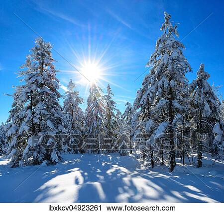 Deeply snow-covered untouched winter landscape, spruces covered with snow, bright sun, Harz National Park, Germany ( Niedersachsen) View Large Photo Image Stock Image - Deeply snow-covered untouched winter landscape, spruces covered with snow, bright sun, Harz National Park, Germany ( Niedersachsen). Fotosearch