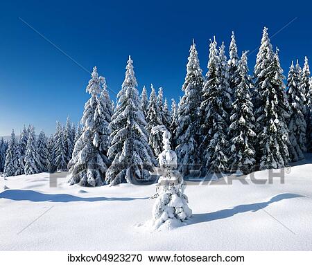 Deeply snow-covered untouched winter landscape, snow-covered fir trees, Harz National Park, Germany ( Sachsen-Anhalt) View Large Photo Image Stock Image - Deeply snow-covered untouched winter landscape, snow-covered fir trees, Harz National Park, Germany ( Sachsen-Anhalt). Fotosearch