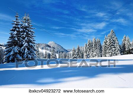 Stock Image - Deeply snow-covered untouched winter landscape at the Oberjochpass, fir trees covered with snow, bright sunshine, blue sky, Oberjoch, Allgäu, Deutsch ( Bayern) land. Fotosearch