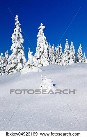 Deeply snow-covered untouched winter landscape, spruces covered with snow, bright sunshine, blue sky, Harz National Park, Germany ( Sachsen-Anhalt) View Large Photo Image Stock Photo - Deeply snow-covered untouched winter landscape, spruces covered with snow, bright sunshine, blue sky, Harz National Park, Germany ( Sachsen-Anhalt). Fotosearch