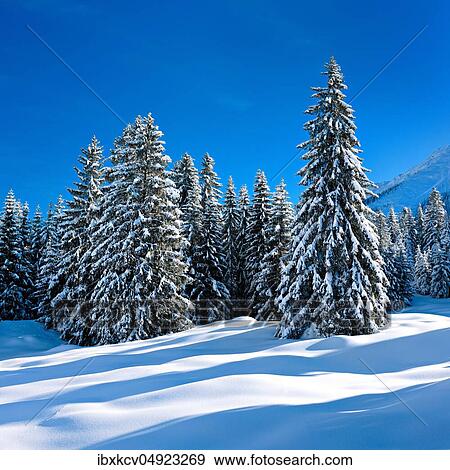 Stock Photo - Deeply snow-covered untouched winter landscape at the Oberjochpass, fir trees covered with snow, bright sunshine, blue sky, Oberjoch, Allgäu, Deutsch ( Bayern) land. Fotosearch