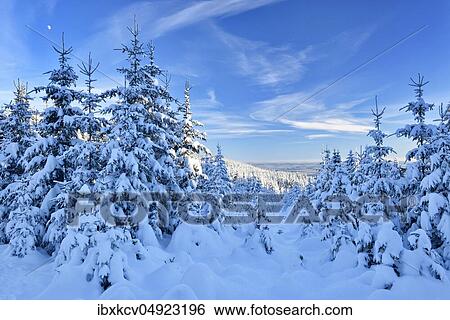 Deeply snow-covered untouched winter landscape in the evening light, spruces covered with snow, blue sky, Harz National Park, Germany ( Niedersachsen) View Large Photo Image Stock Photograph - Deeply snow-covered untouched winter landscape in the evening light, spruces covered with snow, blue sky, Harz National Park, Germany ( Niedersachsen). Fotosearch